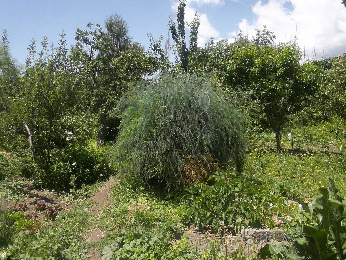 מלון Grigor'yevka Issyk-Kul - Camping Grigoryevka מראה חיצוני תמונה