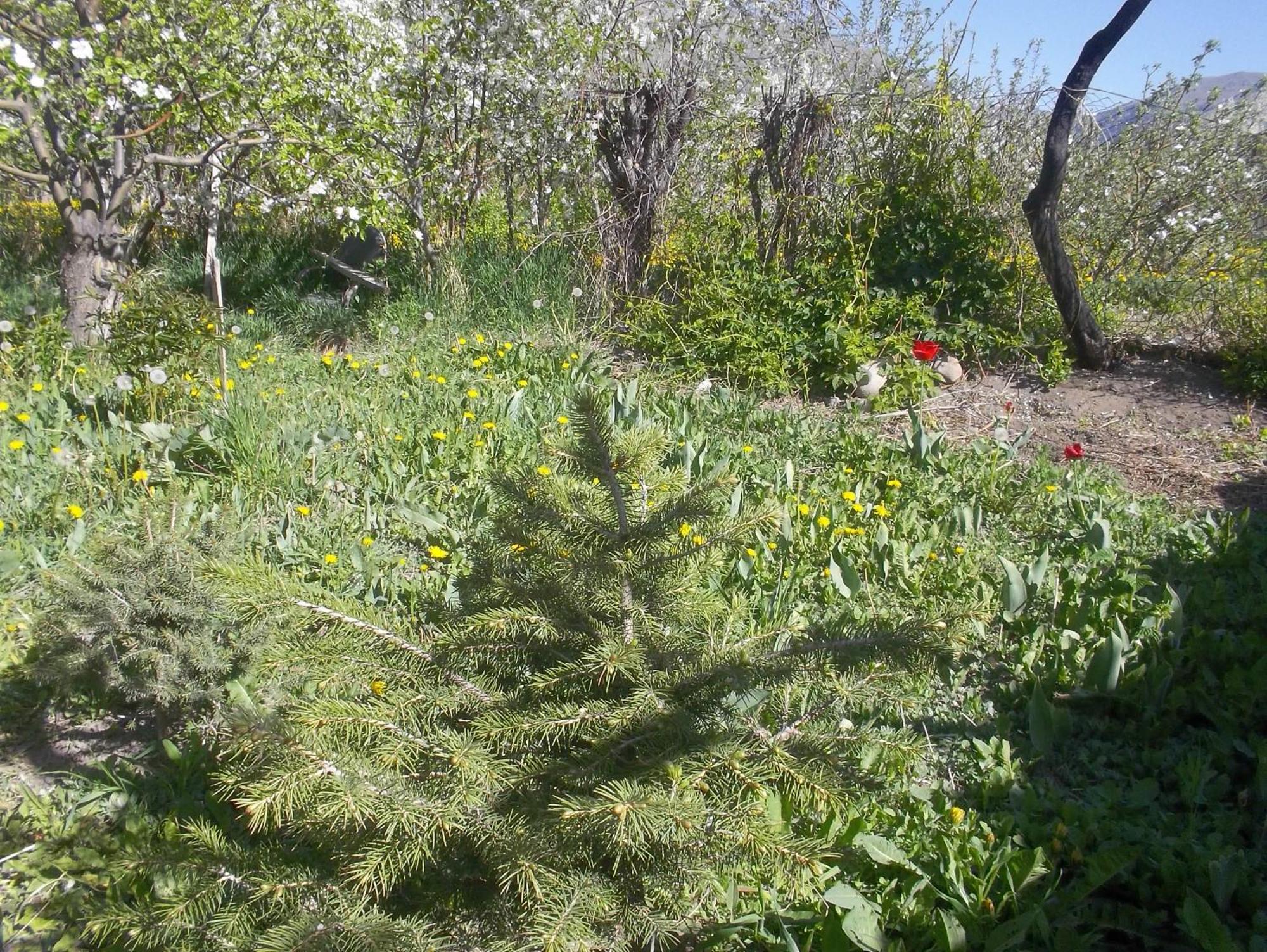 מלון Grigor'yevka Issyk-Kul - Camping Grigoryevka מראה חיצוני תמונה
