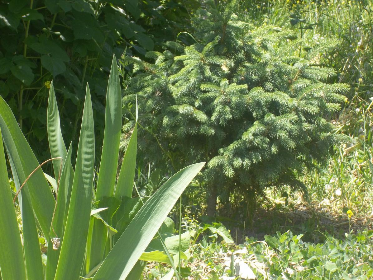 מלון Grigor'yevka Issyk-Kul - Camping Grigoryevka מראה חיצוני תמונה